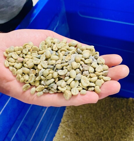 Importazione di chicchi interi di caffè verde da Brasile e Colombia per Joh. Johannson Kaffe.