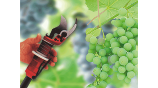 Compressori a pistoni industriali KAESER nella viticultura.